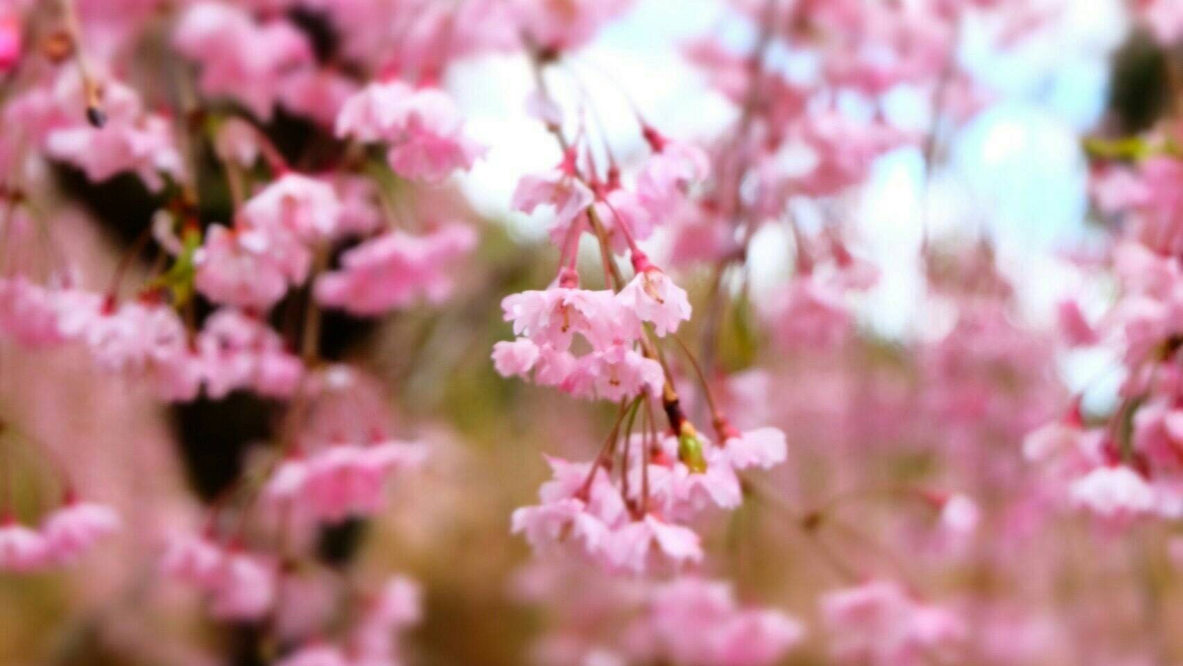2017宝泉寺の桜03｜2018 Hosenji Sakura 03