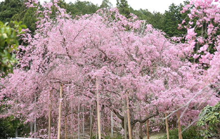 四季の庭「花宝苑」