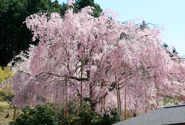 観音桜｜Kyoto beni sidare sakura