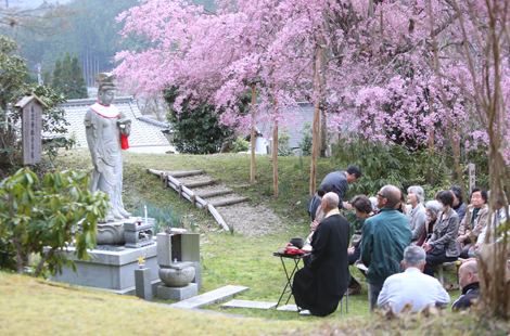 さくらまつり｜Kyoto Hosen-gi Sakura Festival