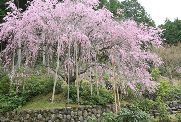 平安しだれ桜｜Kyoto omuro sakura