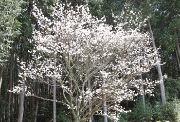 御室桜｜Kyoto kongo sakura